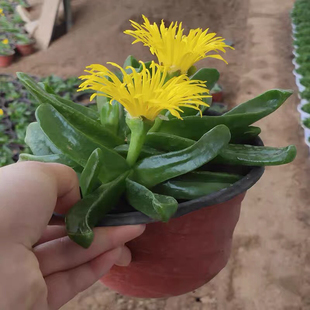 佛手托金多肉植物老桩大棵多头群生翠绿色耐旱喜光新手好养肉肉