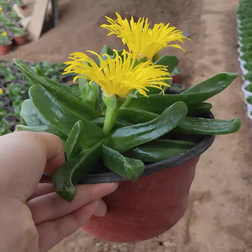 佛手托金多肉植物老桩大棵