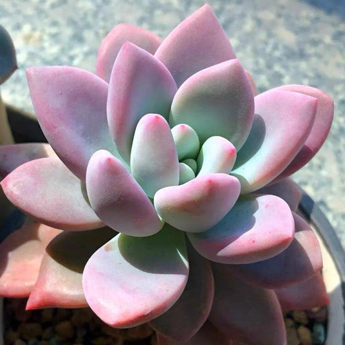 带盆土奥普琳娜多肉植物