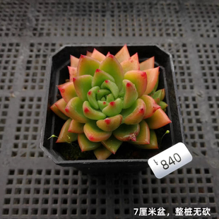 红酒多肉植物耐旱耐热新手懒人好养窗台阳台办公室观赏性花卉盆栽