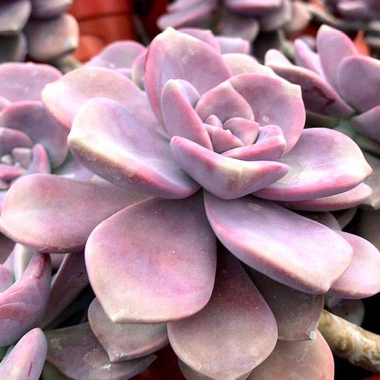 紫乐多肉植物盆栽花卉阳台庭院懒人新手好养肉肉血斑紫乐