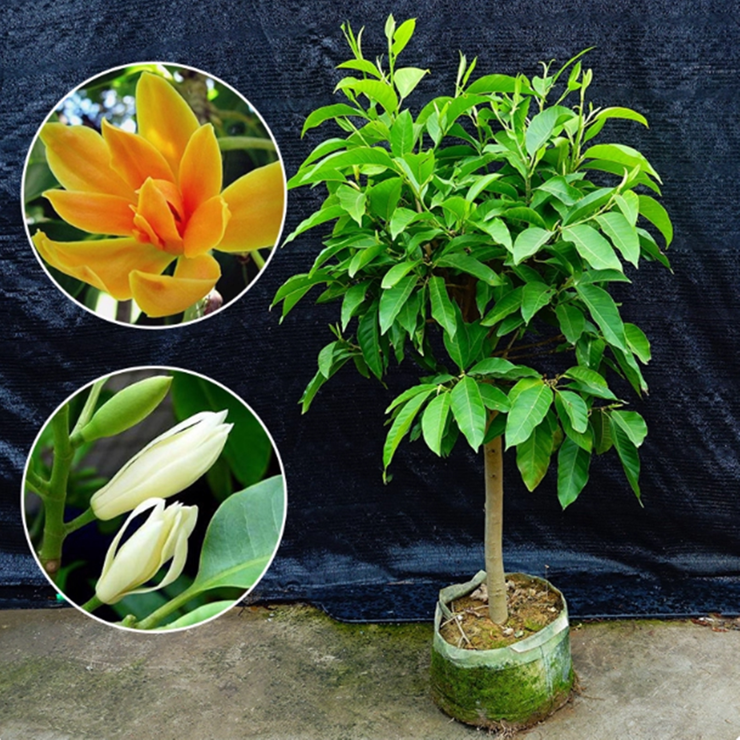白兰花盆栽玉兰花树苗花卉植物黄兰花室内盆栽鲜活植物花苗