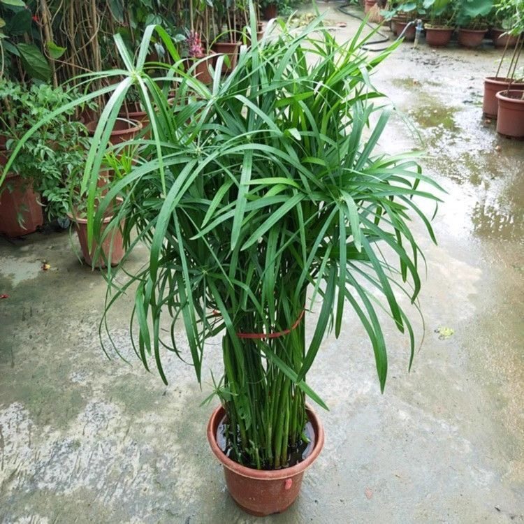 水生水培植物龟水竹盆栽水棕竹鱼缸水池塘旱伞草风车草苗四季常青