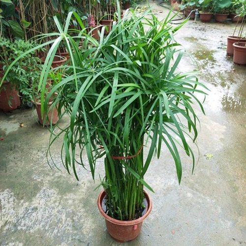 水生水培植物龟水竹盆栽