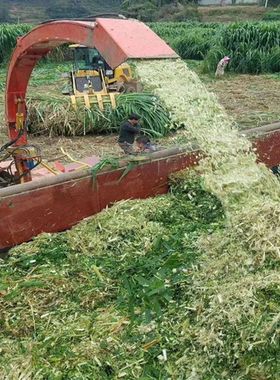 好旺农发酵床菌种养鸡猪牛羊芦丁鸡专用鸡舍移异位干撒床