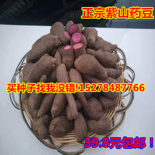 紫山药豆紫玉淮山豆紫山药零余子紫玉淮山零余子紫色山药种子苗