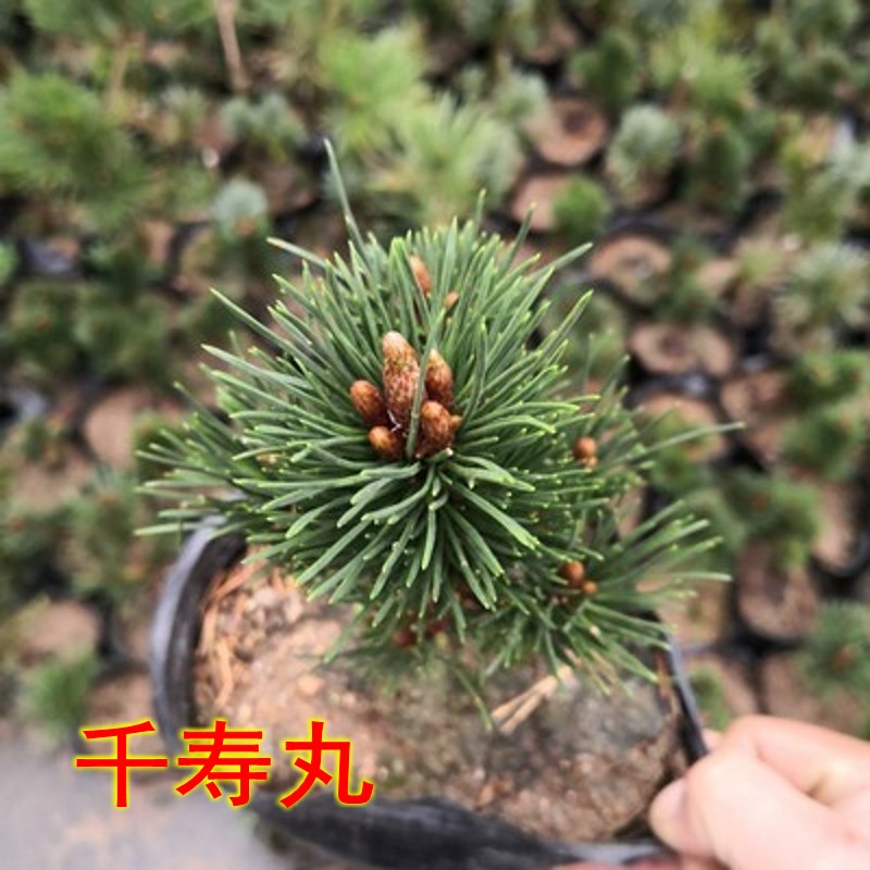 嫁接日本千寿丸黑松小苗柏树庭院盆栽松树趣味盆景窗台楼顶办公桌