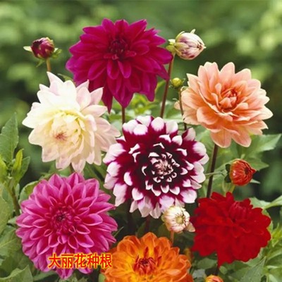 大丽花种球盆栽花苗室内阳台庭院