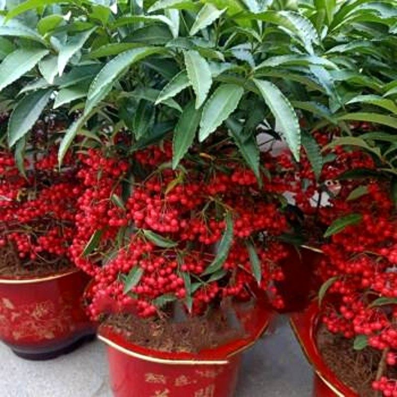 富贵籽盆栽朱砂根黄金万两金玉满堂室内客厅盆景观果植物带果发货
