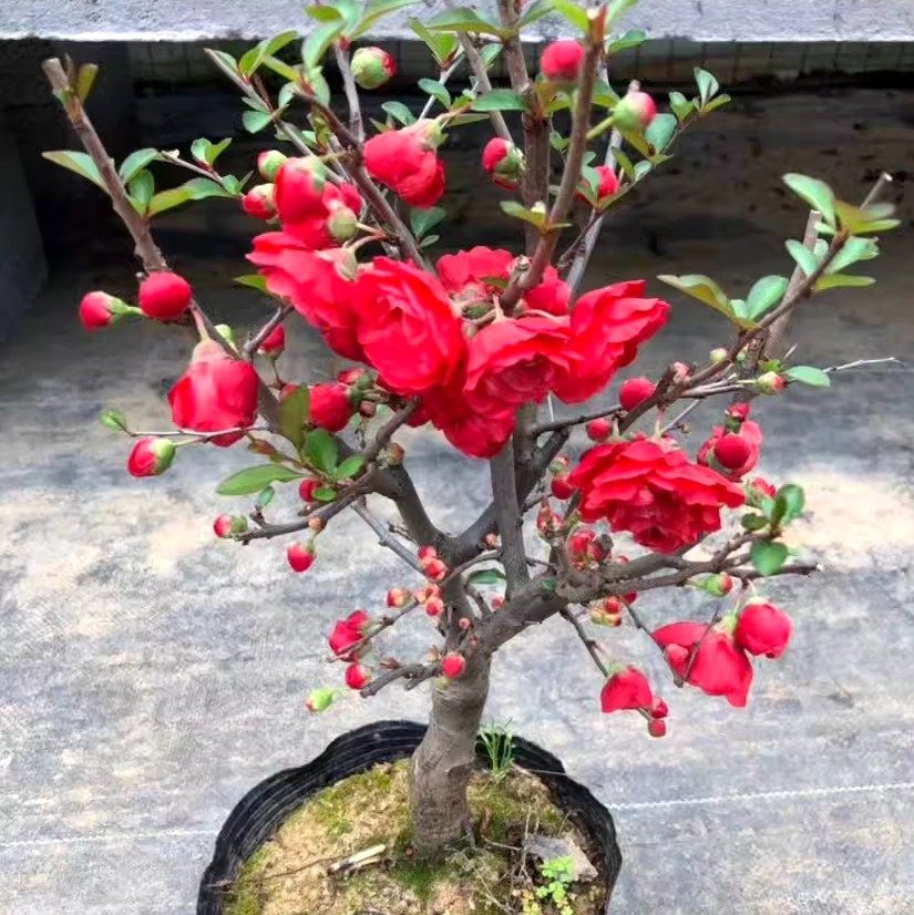 红牡丹海棠花盆栽盆景老桩树苗大红色花重瓣海棠庭院植物当年开花,鲜花速递/花卉仿真/绿植园艺,绣球/木绣球/木本植物,淘宝优惠券,粉丝福利购,淘宝优惠卷