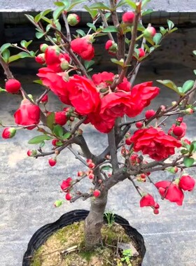 红牡丹海棠花盆栽盆景老桩树苗大红色花重瓣海棠庭院植物当年开花