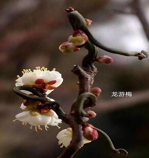 梅花苗龙游梅小苗曲梅树苗游龙梅白梅玉蝶龙游梅盆栽地址风景树苗