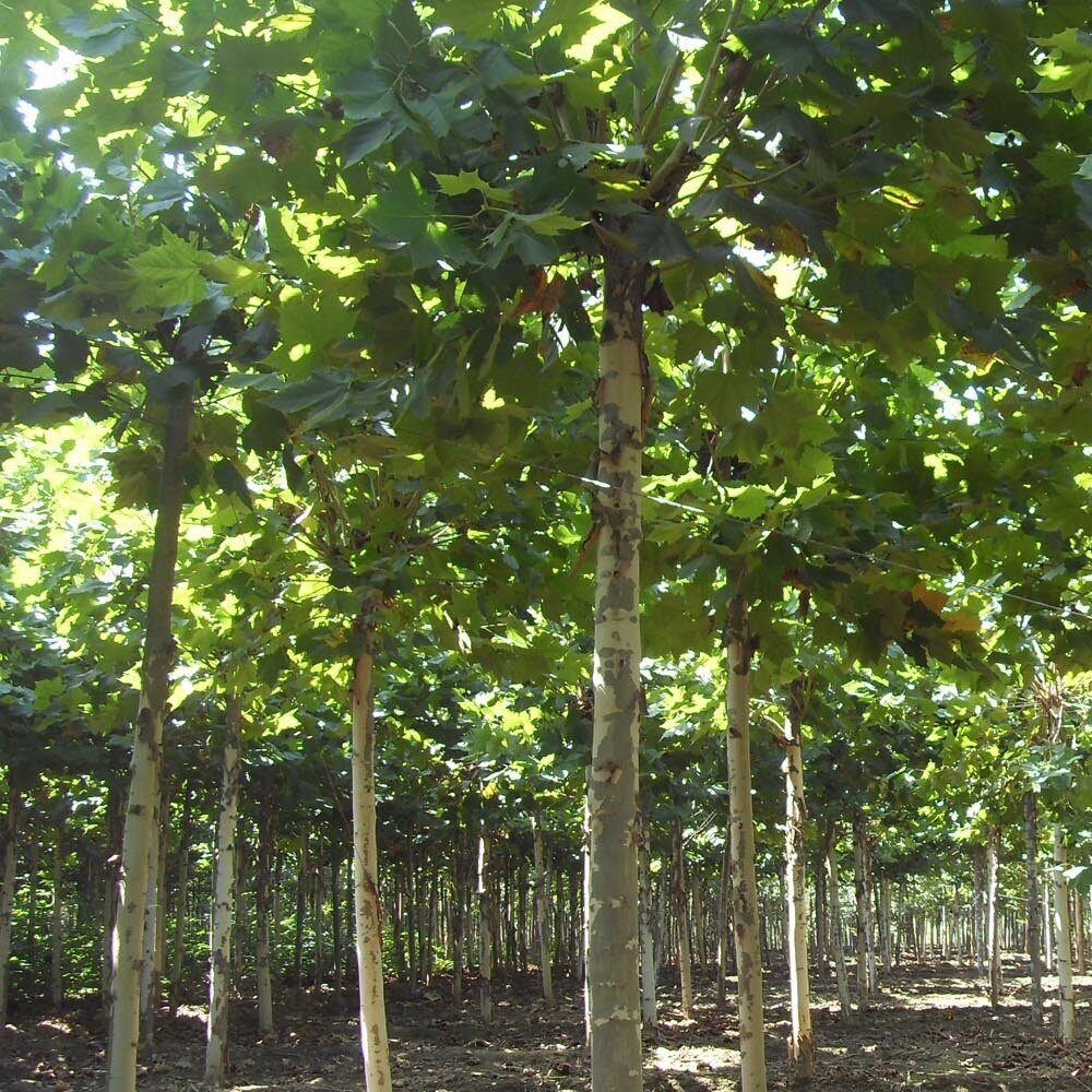 法国梧桐树树苗大树庭院风景树行道园林绿化苗木南方种植青桐法桐