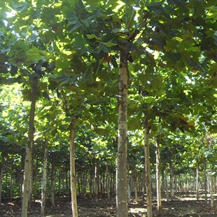 法国梧桐树树苗大树庭院风景树行道园林绿化苗木南方种植青桐法桐