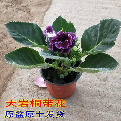 绿植大岩桐办公室桌面花卉植物
