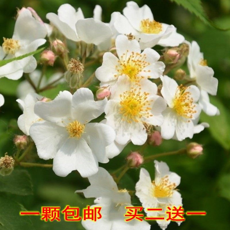 白花蔷薇花苗盆栽庭院阳台花园篱笆爬藤开花无刺植物耐寒绿植花卉,鲜花速递/花卉仿真/绿植园艺,时令草本花卉,淘宝优惠券,粉丝福利购,淘宝优惠卷