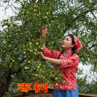 枣树活苗嫁接枣子果树苗盆栽南方北方种植沾化冬枣大红枣当年结果