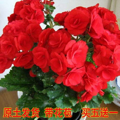四季玫瑰长寿花仙客来丽格海棠