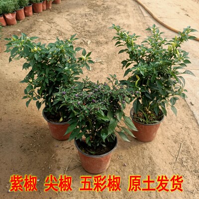 辣椒盆栽食用朝天椒五彩椒植物