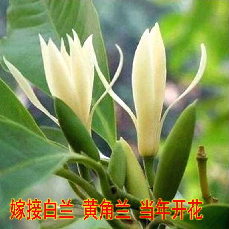 嫁接庭院客厅浓香型四季白兰花