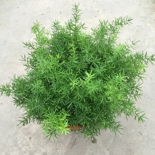 武竹明天庭院室内垂吊耐阴天冬草