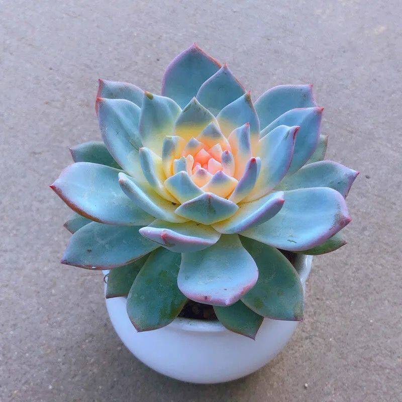 大颗蓝鸟蓝石莲多肉植物室内绿植盆栽花苗好养易成活蓝色肉肉