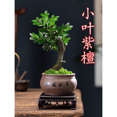 小叶紫檀盆景盆栽树植物室内花四季好养活客厅阳真正小叶紫檀盆景