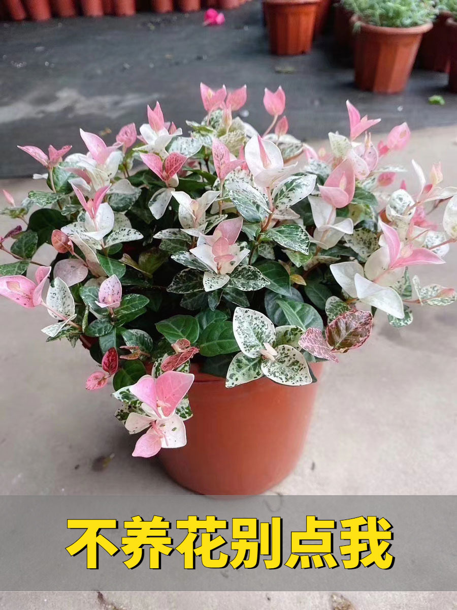 花叶络石盆栽阳台庭院好养植物五彩花卉室内彩叶垂吊黄金络石藤苗