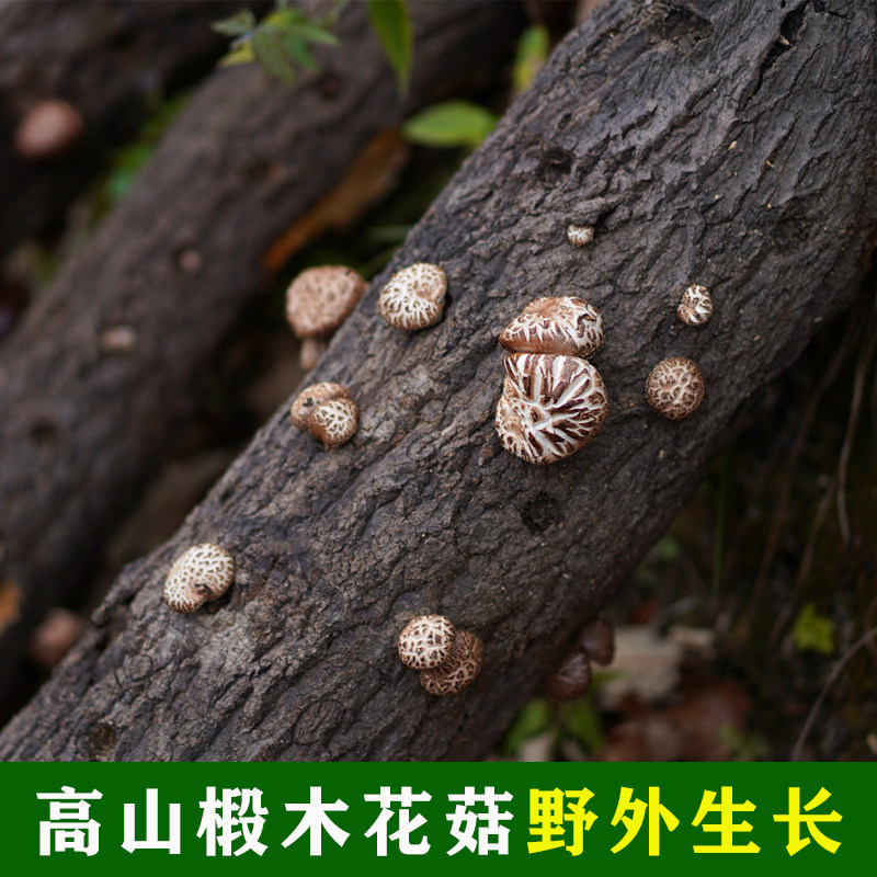 新货椴木花菇干货秦岭高山农家自产椴木香菇冬菇蘑菇500g非野生菌