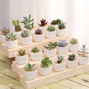 18包邮多肉植物花卉绿植 盆栽 防辐射观音莲黄丽爱之蔓初恋