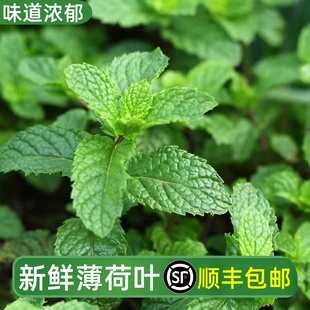 薄荷叶新鲜食用泡水调酒鸡尾酒商用奶茶店原料留兰香薄荷叶子 包邮