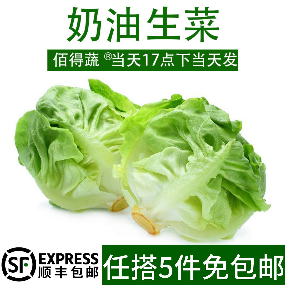 波斯顿奶油生菜新鲜沙拉蔬菜食材