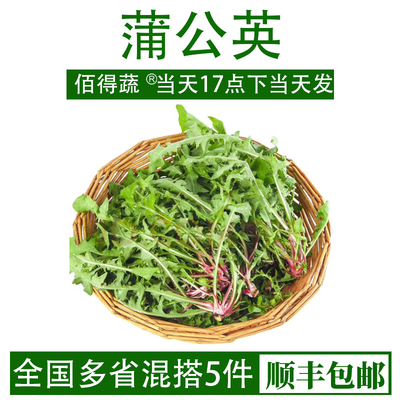 新鲜蒲公英山野菜婆婆丁花嫩叶