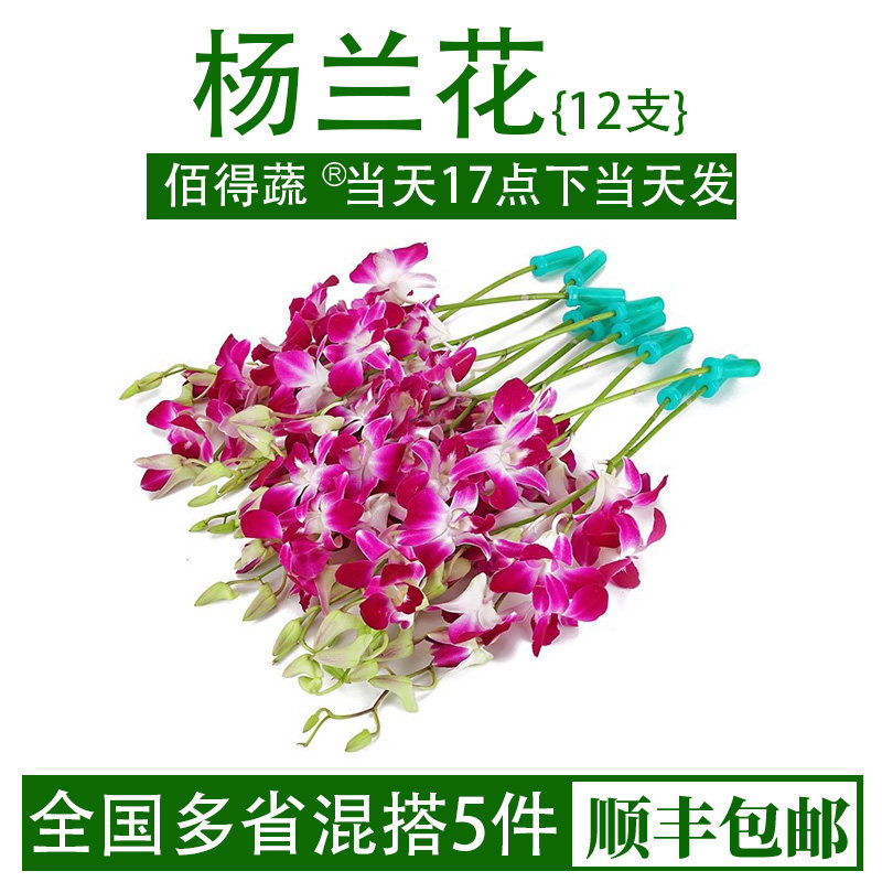泰国进口杨兰花西餐摆盘 新鲜洋兰花花朵石斛兰 酒店西餐摆盘装饰