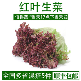 红叶生菜罗莎红新鲜即食500g生吃烤肉色拉菜西餐轻食蔬菜沙拉食材