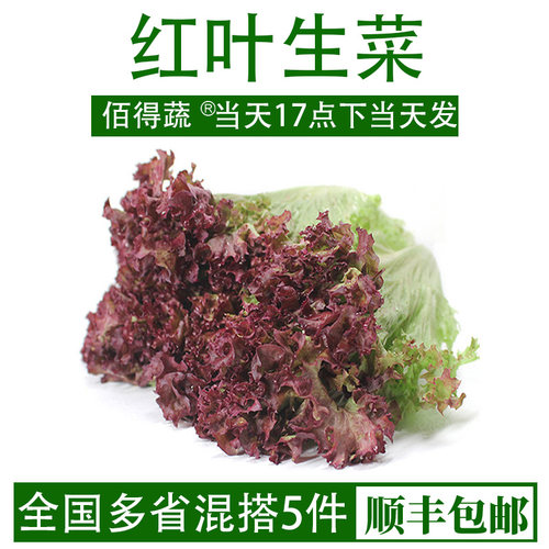 红叶生菜罗莎红新鲜即食500g生吃