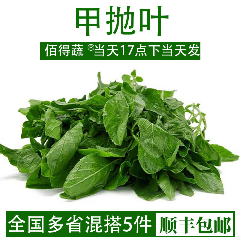 新鲜甲抛叶打抛叶塔抛葉泰国