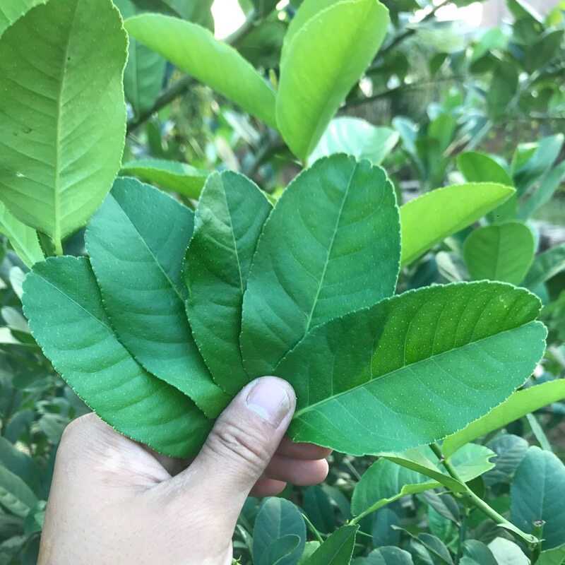 新鲜柠檬叶青柠叶西餐厅香料料理