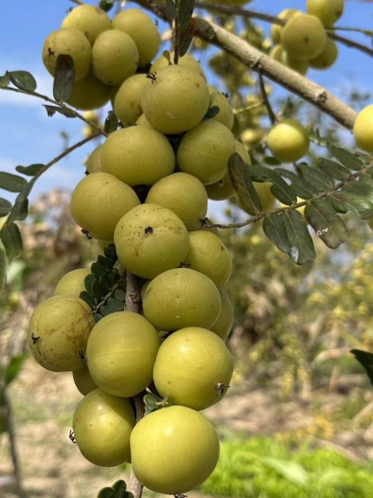 The fresh harvest of the green oil sweet fruit, the sweet fruit of the ox sweet fruit, and the raw oil tangerine are refreshing, sweet and sour. 500g of sweet fruit thumbnail 3