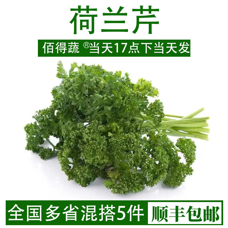 新鲜荷兰芹番西法国香芹西洋芹西餐食材摆盘装饰新鲜蔬菜欧芹500g