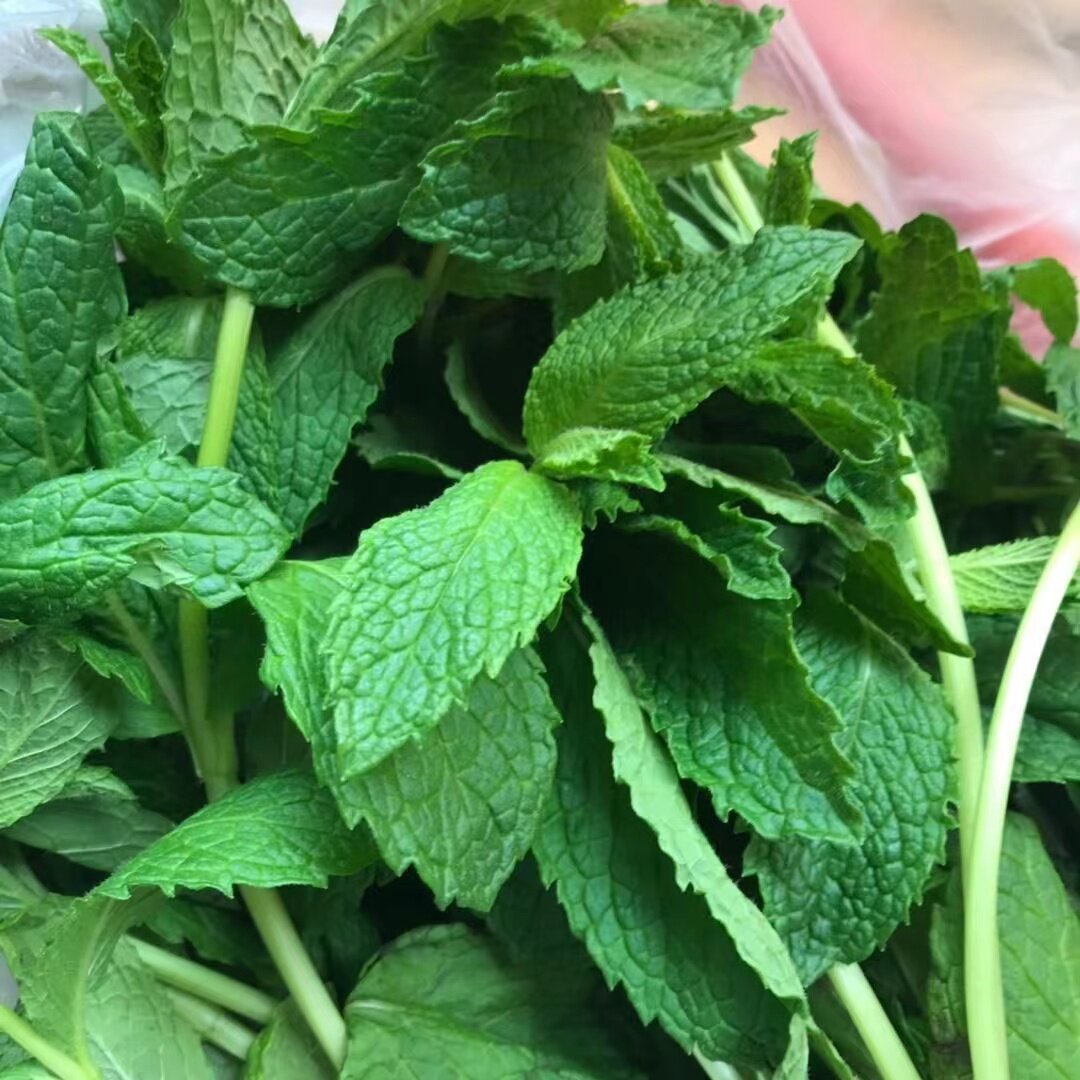 薄荷叶新鲜食用泡水调酒鸡尾酒图片