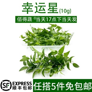 新鲜幸运星草阔叶舞竹40片幸运草腾树苗酒店餐厅冷艺摆盘装饰花草