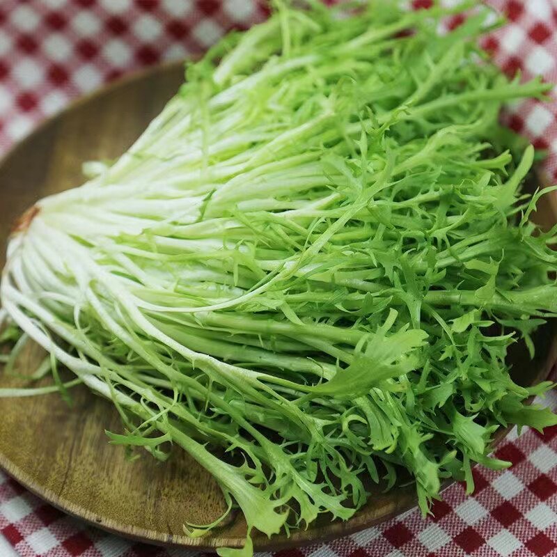 苦菊生菜新鲜蔬菜沙拉食材包邮