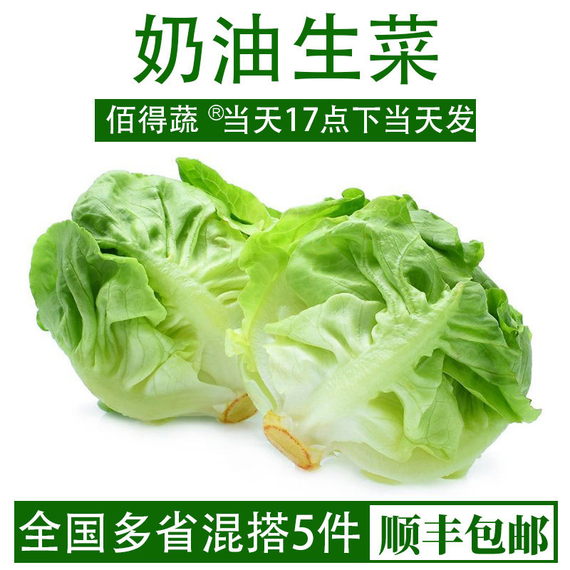 波斯顿奶油生菜新鲜沙拉蔬菜轻食色拉脆嫩西餐食材牛油生菜500g