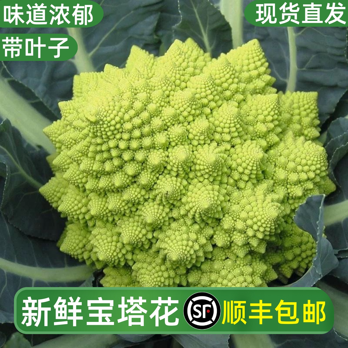 新鲜宝塔花椰菜1个装新鲜蔬菜