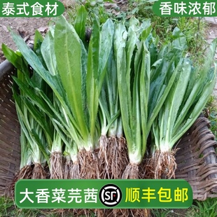 新鲜泰国香菜500g刺芫荽大香菜刺芹洋鹅芥假芫茜元西香料越南香菜