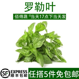 罗勒叶新鲜食用青酱制作专用甜罗勒叶子西餐食材摆盘装饰大叶罗勒