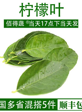 新鲜柠檬叶香水柠檬叶子冬阴功