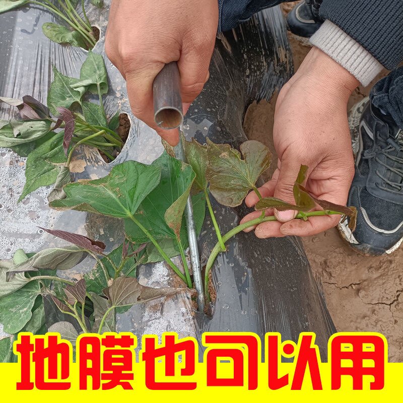 고구마 모종 파종기 고구마 모종 파종기 야채 파종기 포크 평재배 도구 양파 모종 파종기