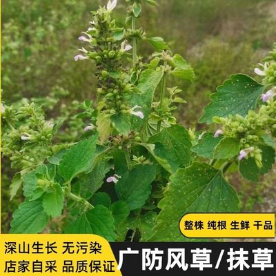 广东野生广防风落马衣叶土防风草排风草土藿香抹草荆芥鱼针草干货